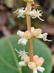 Miconia nervosa