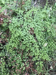 Adiantum jordanii