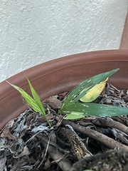 Arecaceae