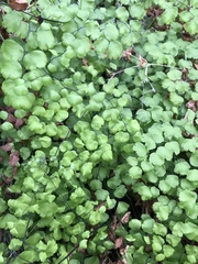 Adiantum jordanii