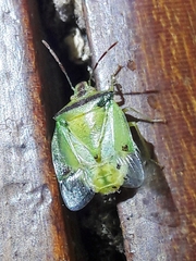 Pentatominae