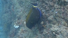 Acanthurus dussumieri