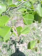 Pterocarpus rotundifolius