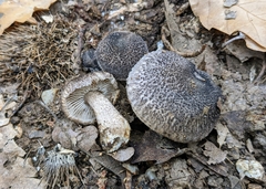 Tricholoma squarrulosum