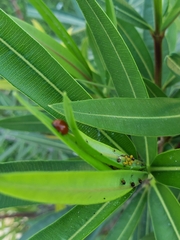 Cycloneda sanguinea