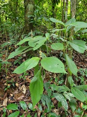 Miconia nervosa