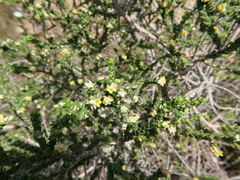 Thymelaea hirsuta