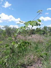 Pterocarpus rotundifolius