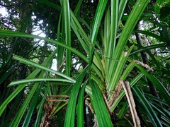 Pandanaceae