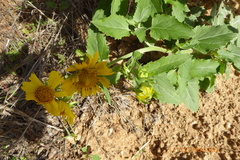 Verbesina encelioides