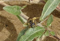 Halictus quadricinctus