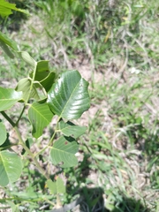Pterocarpus rotundifolius
