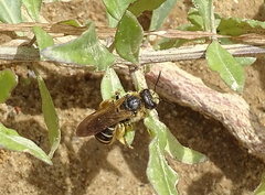 Halictus quadricinctus