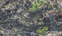 Setophaga kirtlandii