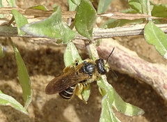 Halictus quadricinctus
