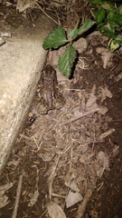 Leptodactylus latinasus