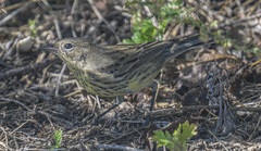 Setophaga kirtlandii