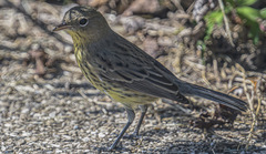 Setophaga kirtlandii