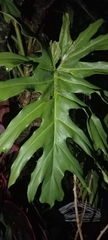 Philodendreae