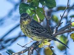 Setophaga kirtlandii