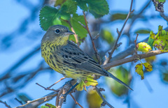 Setophaga kirtlandii