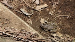 Leptodactylus latinasus