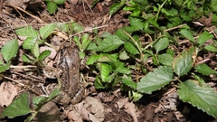 Leptodactylus latinasus