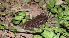 Leptodactylus latinasus