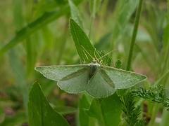 Thetidia smaragdaria