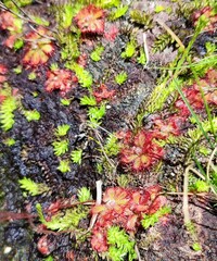 Drosera admirabilis