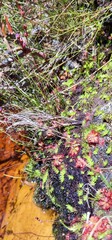 Drosera admirabilis
