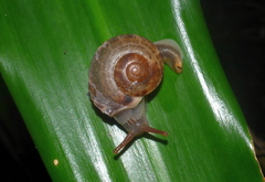 Hemiplecta salangana