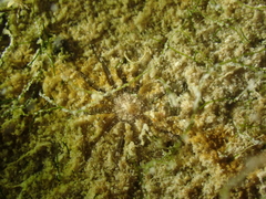 Scolanthus callimorphus