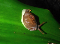Hemiplecta salangana