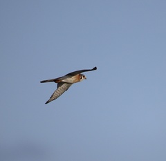 Falco sparverius dominicensis