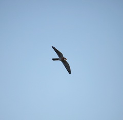 Falco sparverius dominicensis