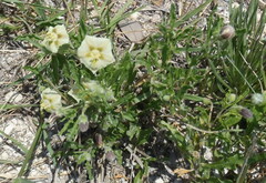 Chamaesaracha coronopus