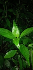 Dianthera secunda