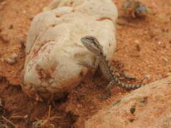 Pogona minor