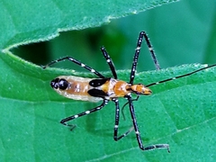 Harpactorini