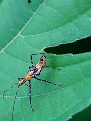 Harpactorini