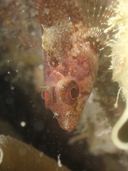 Tripterygion delaisi