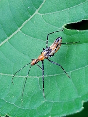 Harpactorini