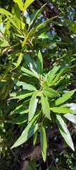 Platylophus trifoliatus