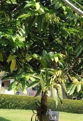 Cananga