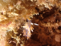 Facelina auriculata