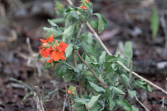 Crossandra greenstockii