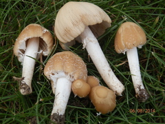 Psathyrella incerta