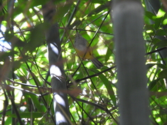 Phyllergates cucullatus