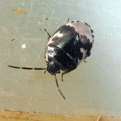 Tritomegas bicolor
